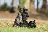 SCOTTISH TERRIER 033